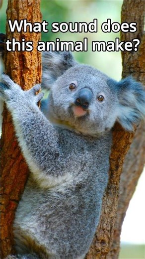 What sound does this animal make? Koala #wildlifeentertainment #animalsounds