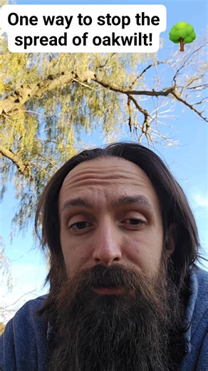 Using ducks to control Oakwilt. The City of Grand Haven #ducks #oakwilt #domesticduck #permaculture #StopthePoison | Zebulon Boeskool