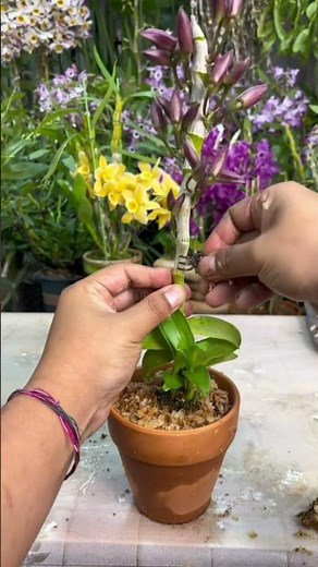 Simple tips tutorial repotting longest orchid plant #orchid🌵🌵🌵🌵🌵