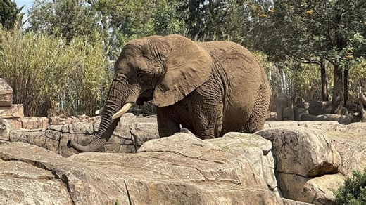 World's saddest elephant alone for yrs after pal died so down she rams into cage