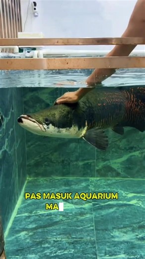 “Arapaima Pendiam… Tapi Sekali Dikasih Makan KESURUPAN!” #ikan #predator #arapaima #trending #shorts