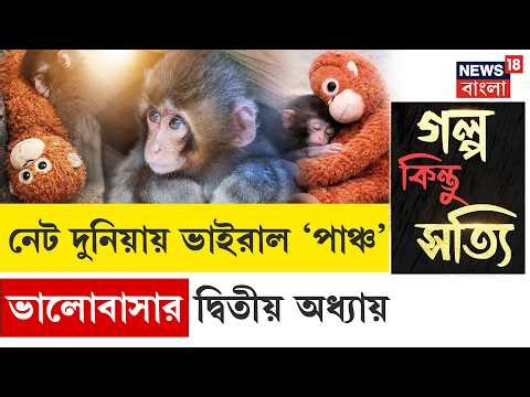 Punch Monkey viral | মা ছেড়ে গেছে, পুতুল জড়িয়ে বাঁচে পাঞ্চ! ভালবাসার টানে মুগ্ধ বিশ্ব | japan | N18G