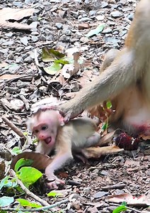 Most Sad, mom trying to leave her baby monkey walk alone #babymonkey #monkey #cutebaby #cute #reelsvideoシ | Lovely Monkey Videos