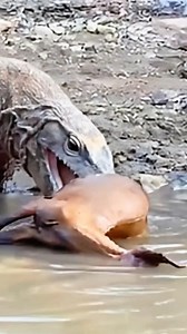 water digestive system techniques #komodo #everyone #highlights | Komodo Discovery