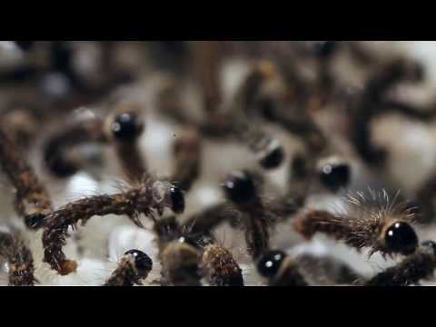 Silkworms Hatch from Eggs at The Caterpillar Lab