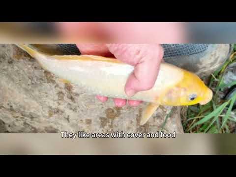 How to Catch Big Fish: Gear, Spots, and Pro Tips That Actually Work!