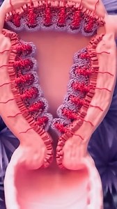 32K views · 216 reactions | Menstruation / period animation | Med G | Facebook