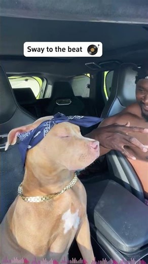 Dogs can dance 😂🐕🕺#viral #funny #shortsfeed #animals #pets #dogdance #trending #mydog