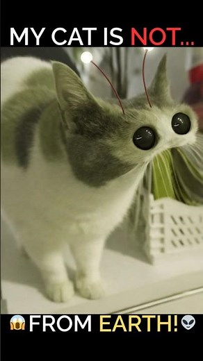 ALIEN CAT REVEAL! 👽 You won't believe his face! #shorts