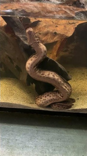 Elephant Trunk Snake at Sentosa Island Oceanarium