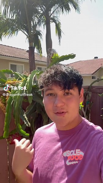 Harvesting and opeing a pink dragon fruit! #rarefruit #dragonfruit #planttiktok #planttok #gardening #gardentok #fruit #coolfruit #exoticfruit #cactus
