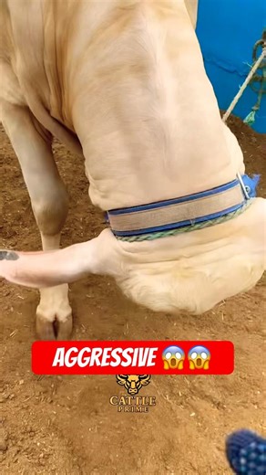 Karachi Cow Mandi | Malir Mandi #short #shorts #ytshorts #shortvideo #shortsfeed #cow