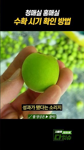 매실 수확 시기 확인 방법 #shorts
