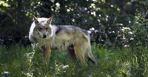 Two sides come together to find coexistence strategies for wolves, humans, and livestock