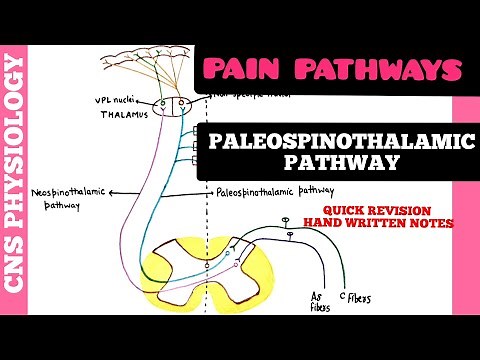 PAIN PATHWAYS - 1 | Paleospinothalamic Pathway | CNS | Physiology