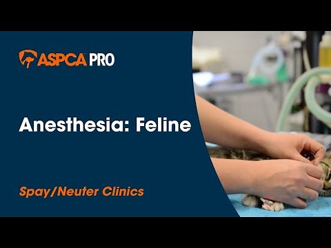 Spay/Neuter Patient Care: Anesthesia - Feline
