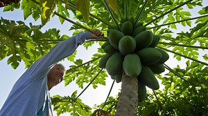 UF scientists are working to make Florida papayas sweeter, more profitable