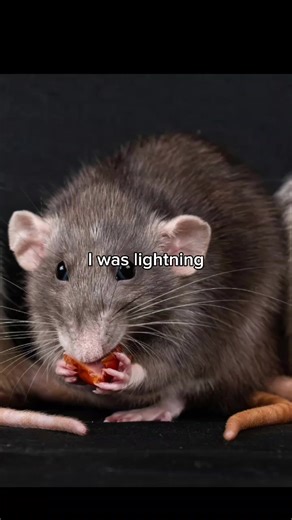 Thundah Meme: Funny Boxing Rats