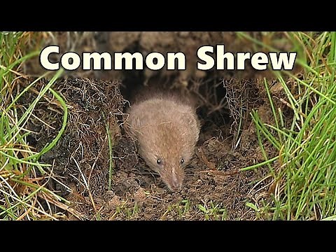 Common Shrew in The Hole in The Wall