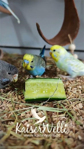 Vitamin und Mineralienversorgung für deine Vögel