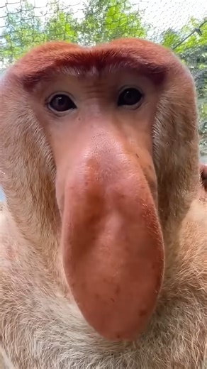 Proboscis monkey makes funny noises 😂 (🎥: CONTENTbible) part16 #monkey #funny #shorts #animals