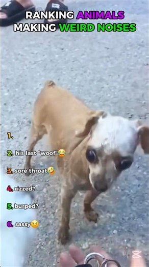 Weird Animal Noises Ranking🤣