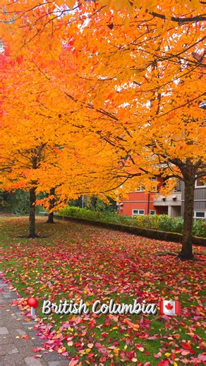 216 reactions · 73 shares | Goodnight autumn  #autumnvibes #thesedreams #beautiful #trees #fallvibes #goodnight #britishcolumbia | Tine Bedes | Facebook