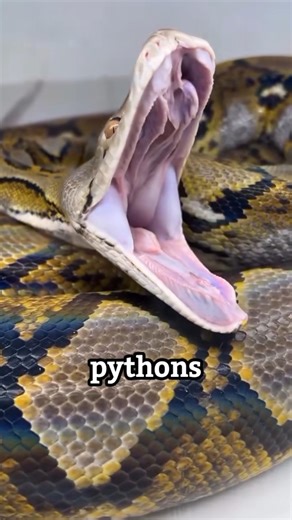 You won't believe how many teeth a python has #shortsvideo
