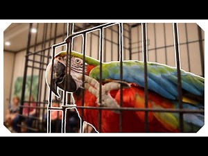 Macaw Couldn’t Leave His Carrier… Here’s How We STILL Trained Him