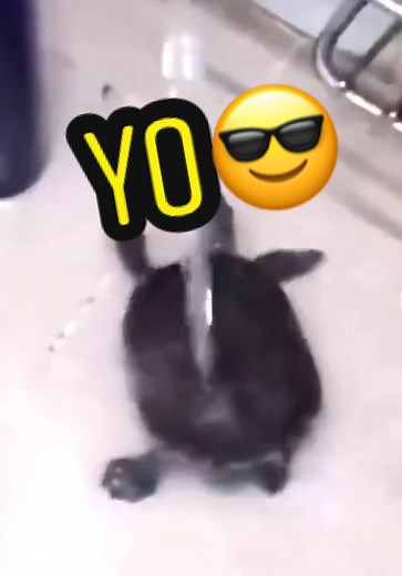 a funny turtle is dancing under water #funny #pets #cute #dance | turtle dancing in water