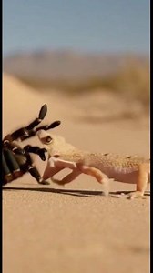 A Wild Face-Off in the Heat of the Sand Out here in the open desert, every encounter is a test of reflexes and survival. The gecko stands its ground, mouth wide open in a bold warning, while the tarantula approaches with slow, controlled steps, relying on instinct and patience. Moments like this show just how intense desert life can be — quiet one second, explosive the next. Nature never misses a chance to surprise us. #WildDesertLife #TarantulaVsGecko #NatureShowdown #SurvivalInstincts #InsectI