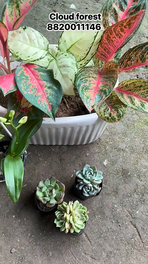 Cloud Forest — your one-stop destination for all things green! From rare beauties to everyday favourites, we bring you the freshest, healthiest plants to fill your home with life, colour and happiness. Step into Cloud Forest and let nature find its place in your home. #CloudForest #OneStopPlantDestination #PlantLovers #GreenJoy | Cloud Forest