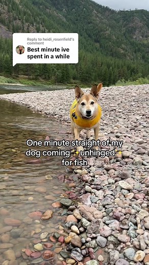 One Minute of Unhinged Dog Fishing Reactions | Funny Pets