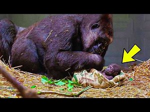 Gorilla Gives Birth for the First Time... When She Got up, the Keepers Screamed when they Saw..!