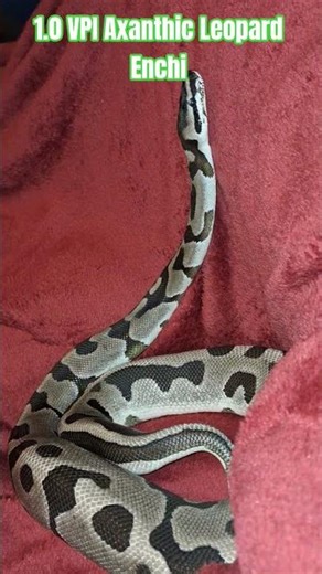 1.0 VPI Axanthic Leopard Enchi #vpi #axanthic #leopard #enchi #viral #viralvideo #shorts #shortvideo