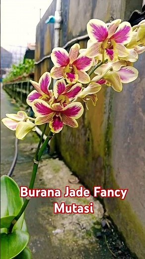 Anggrek Dendrobium Burana Jade Fancy Mutasi