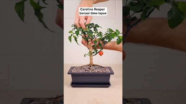 Carolina Reaper Bonsai Time-Lapse