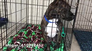 4.8K views · 181 reactions | Remember, adopting a dog from our...