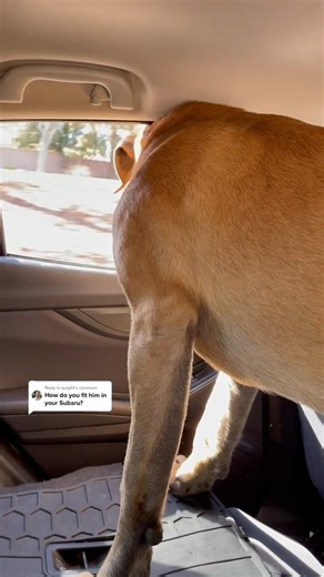 1.2M views · 4.1K reactions | When a giant dog gets in the car #doglovers #puppyvideo #funnydogs #dogs #mastiff #dogsofinstagram #bigdogs #bigdog #bigdogsofinstagram #mastiffsofinstagram #englishmastiff #bigbowser #gentlegiant #cutedogs #funnydog #dogvideos | Bowser The Giant Mastiff | Facebook