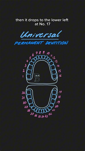 Universal Numbering System 🦷 | Teeth 1–32 Explained #dentistry #sapientiadentalis #dentalschool