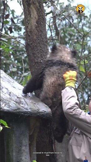 Meet the world’s dirtiest baby pandas세상에서 제일 더러운 아기 판다들이 등장했어요 #둥이 #funny #cute #animals #nature