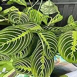 NATRIA Neem Oil Spray for Plants, Ready-to-Use, 1 Gal