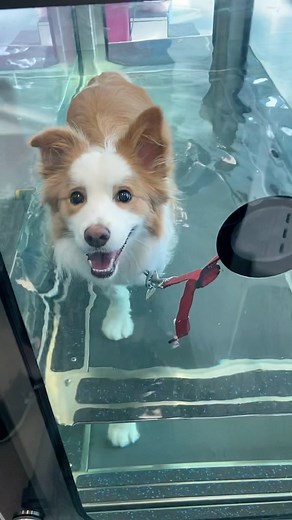 Sundae | The Red Border Collie | Doing our best to make our girl feel her best! Stayed tuned for a video of her getting acupuncture courtesy of Dr Amy from... | Instagram