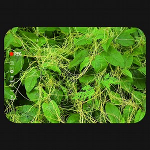 魅力中草药每日一药之菟丝子