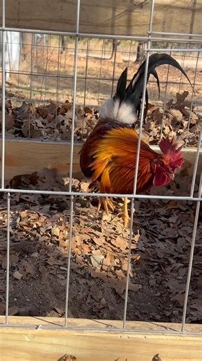 SOLD Radio stag available message for info | G3 Farm & Fowl Supplies