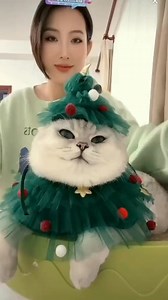 Cat's Fake Smile! | Mèo Meme