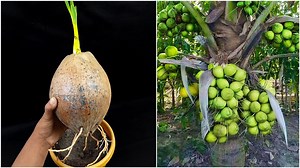 How to grow Coconut tree from Seed | Grow Coconut Plant at home in 14 days