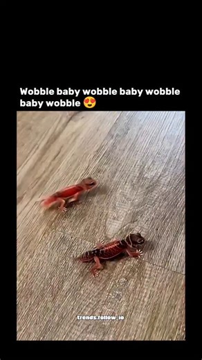AI Clips • Funny Clips on Instagram: "The post shares a 28-second video of young red leopard geckos clumsily wobbling across a wooden floor, captioned with repeated lyrics from V.I.C.'s 2008 hip-hop track "Wobble" for comedic effect. Leopard gecko hatchlings often exhibit this unsteady gait as they develop muscle control and coordination, a normal behaviour that endears them to reptile enthusiasts, though persistent wobbling can signal neurological issues like white and yellow syndrome. Posted o