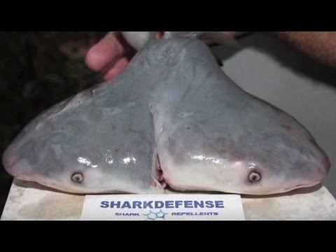 First two-headed bull shark found