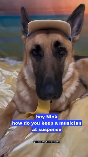 German Shepherd the best jokes 🤣😂 | Paraschiva Carbunaru